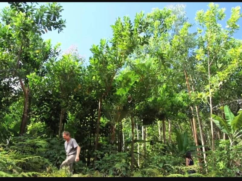 Readers Digest on Successional Agroforestry Systems (SAFS)